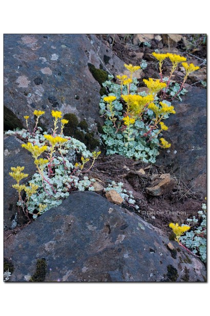 Sedum spathulifolium `Cape Blanco`